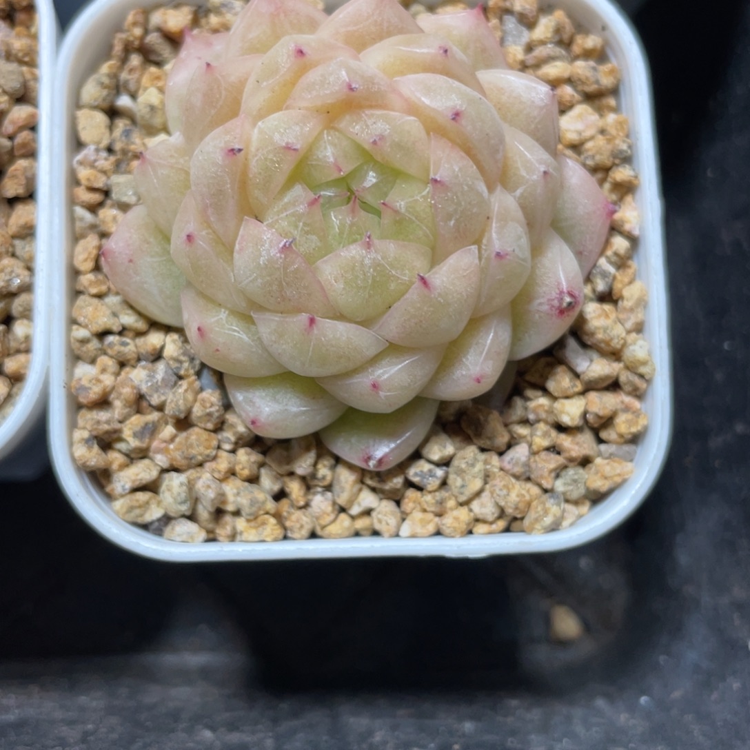 Z1222青莹麦秆优选单头