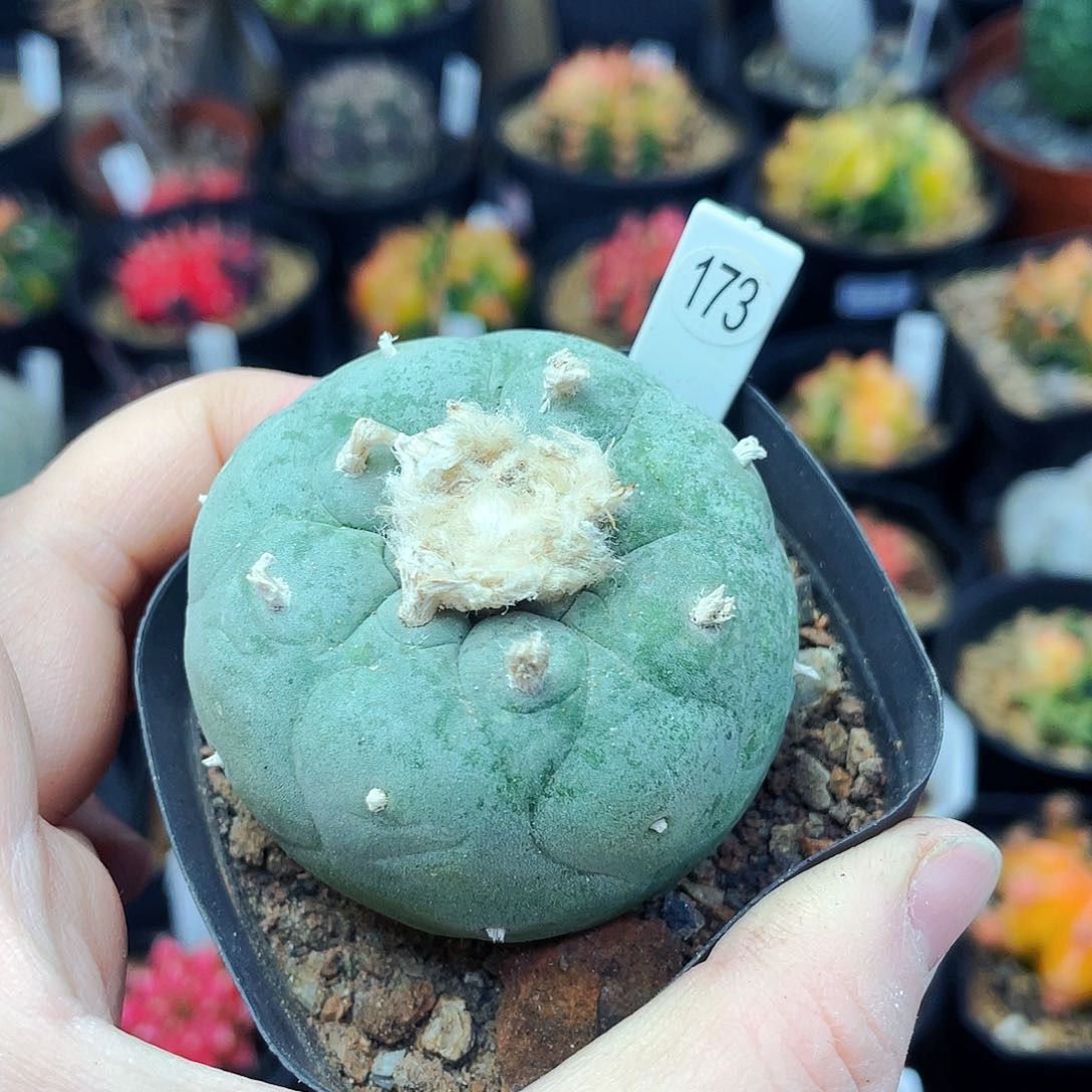 非偏远地区满25包邮仙人球