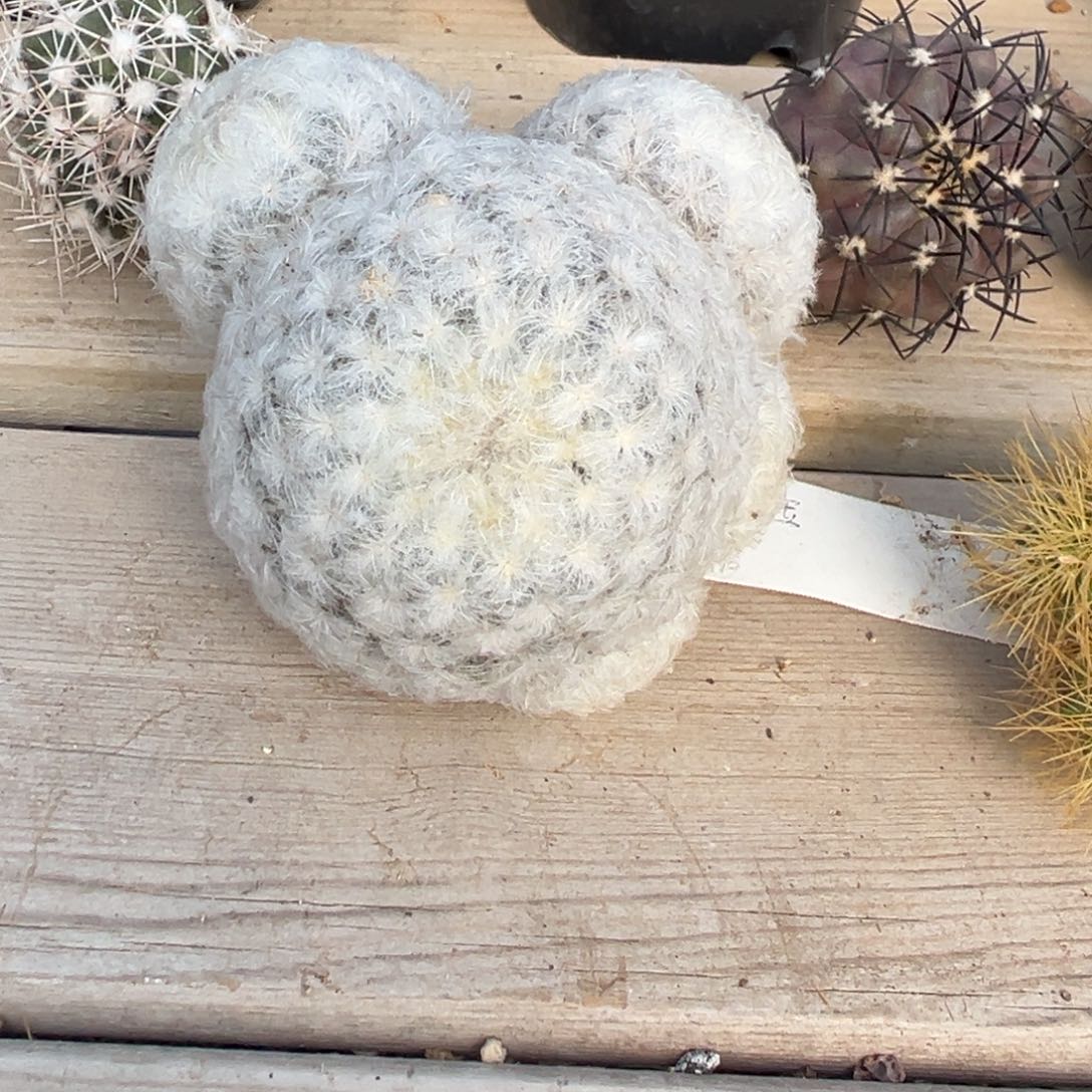 羽毛白星多肉植物