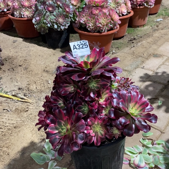 李***）美杜莎多肉植物3250000000