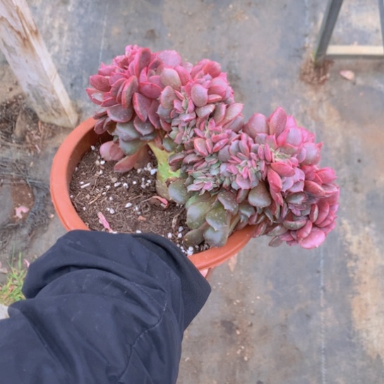 玛*亚大红袍多肉437697673131