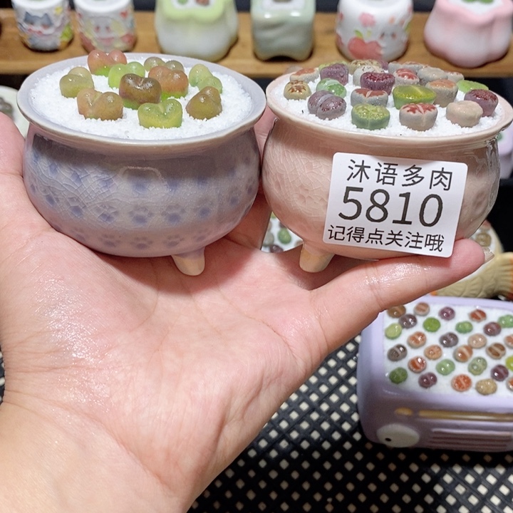 带盆土植物 一物一拍5810