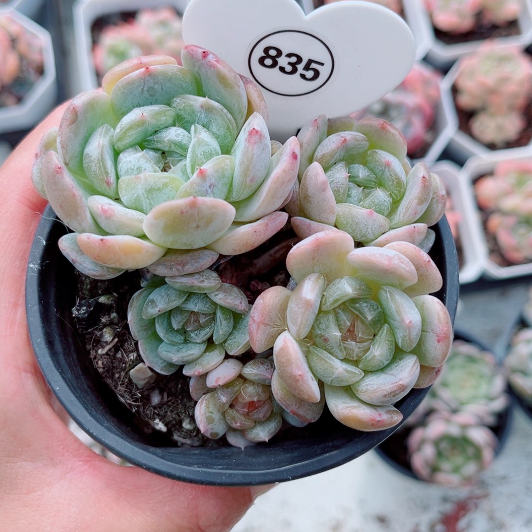 风靡园艺小老桩白恋群