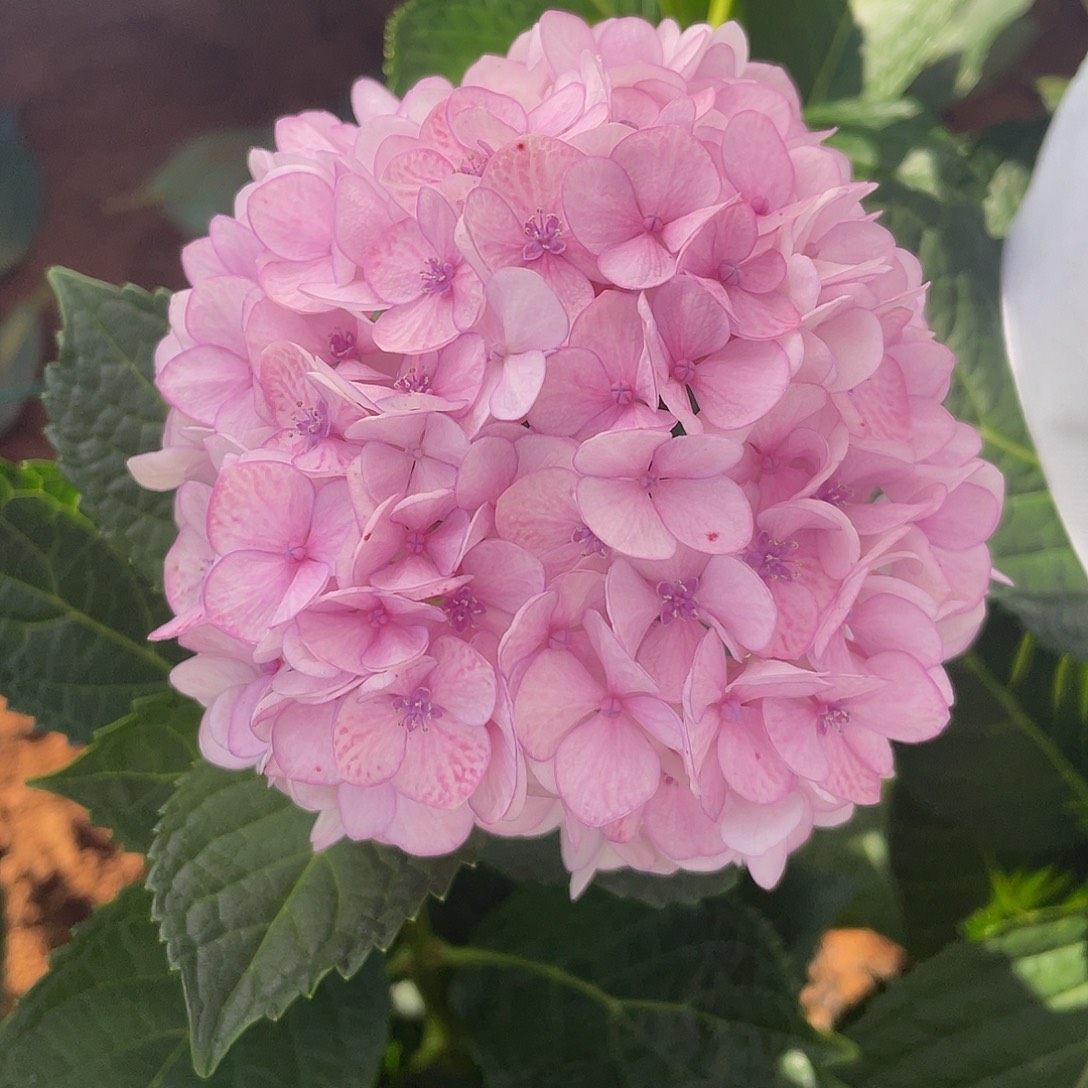 绣球切花一物一拍3枝起包邮，111