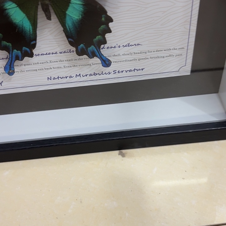 南***潮蝴蝶标本定制361@