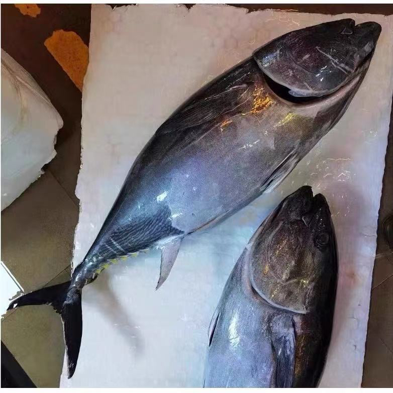 野生海捕金枪鱼急冻发货不鲜发收到货半解冻处理大小以直播间为准