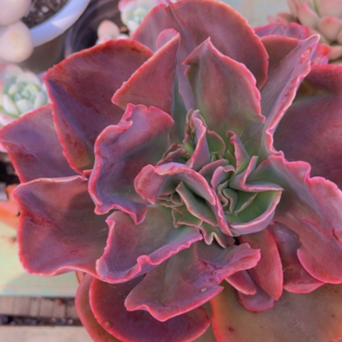 【闪购商品】红酒杯缀12191