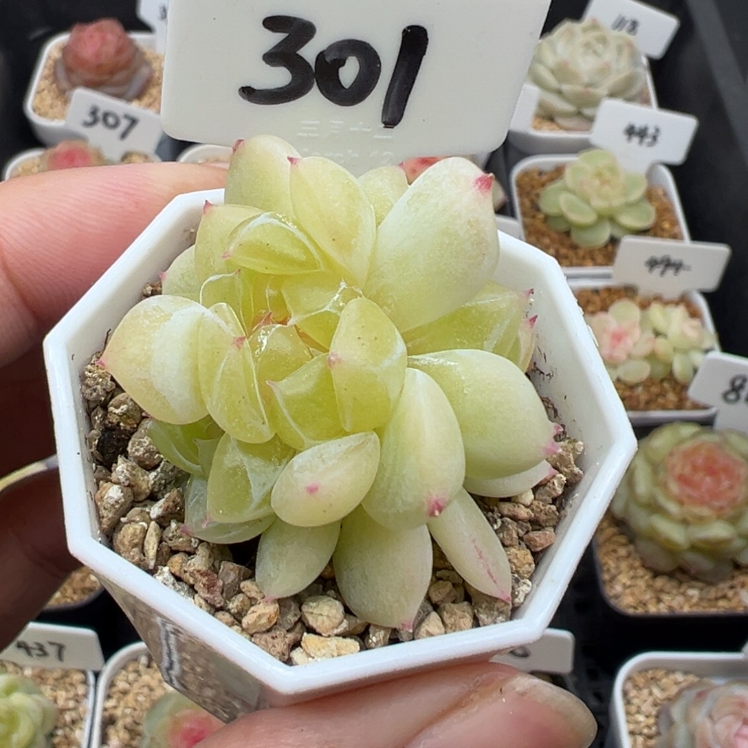 301号黄财 晗雨多肉