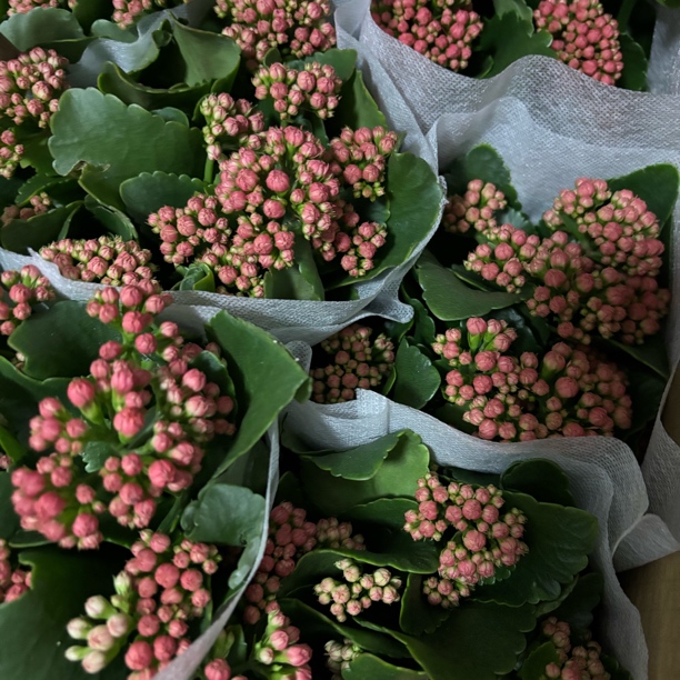 120规格阿玛朵长寿花