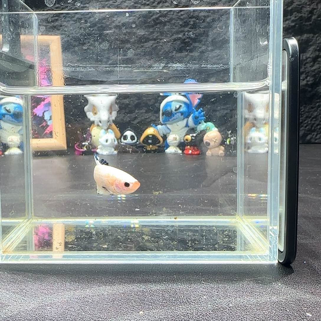 斗鱼十二月二十七号