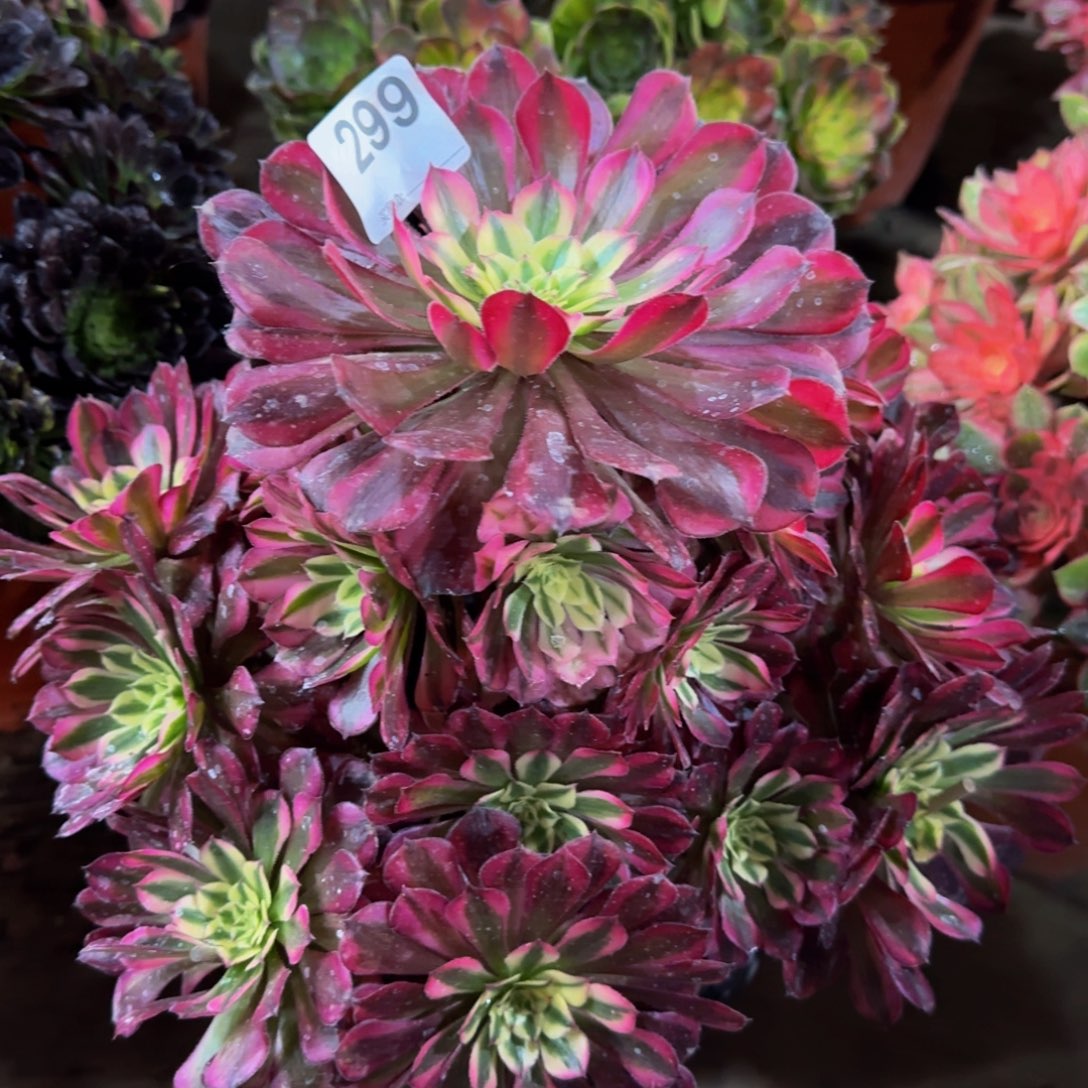 老***秦多肉植物  妖桩 299     