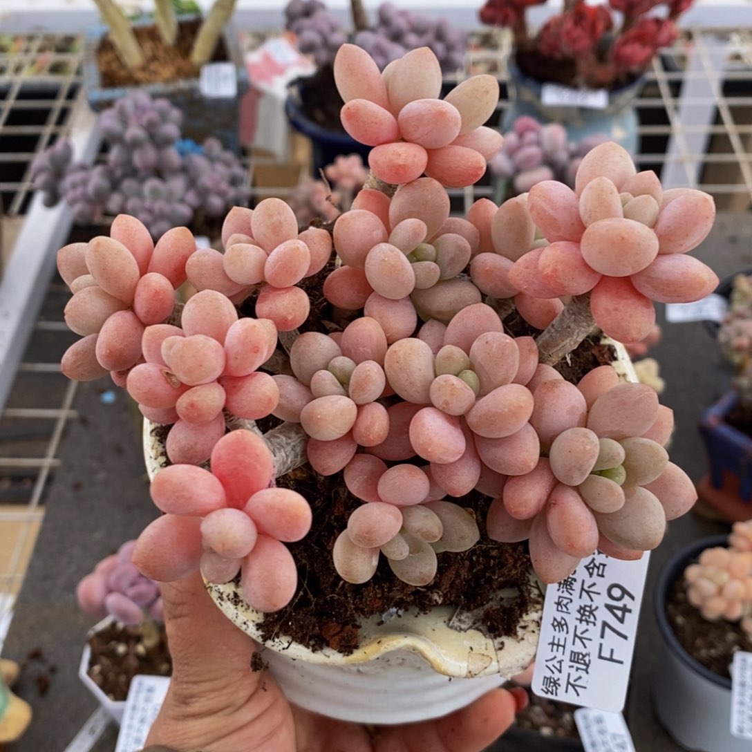 鱼子酱749/10cm的肉