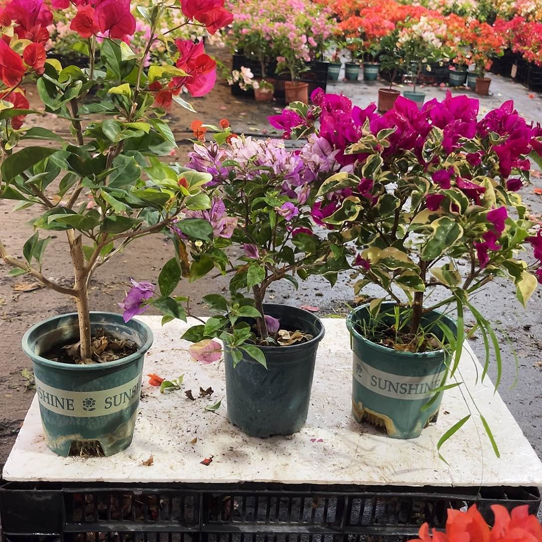 大部分花苞少量开放拉菲泰，雪紫，金边蓝月亮