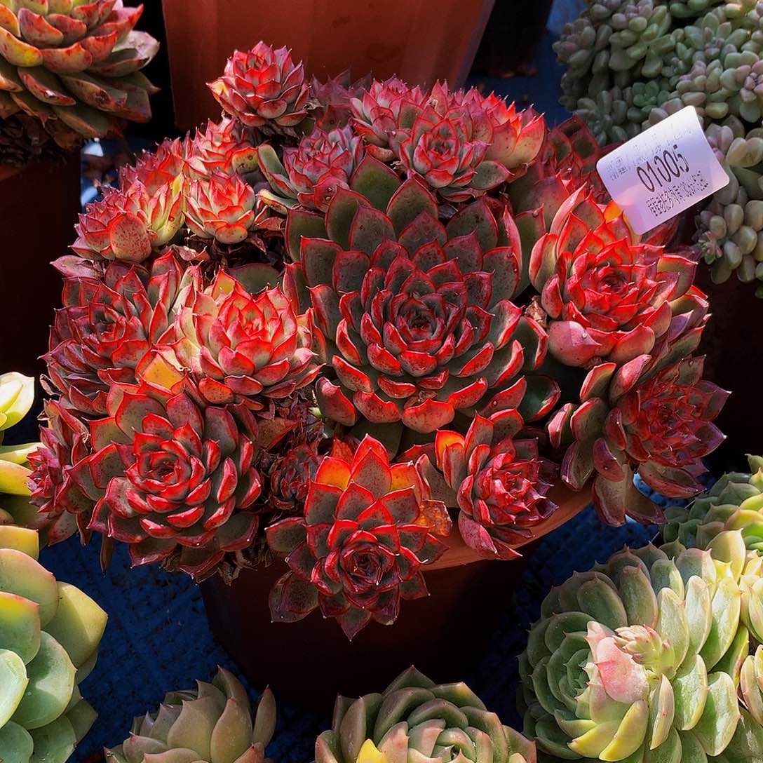 千***太萤火虫01005多肉多肉