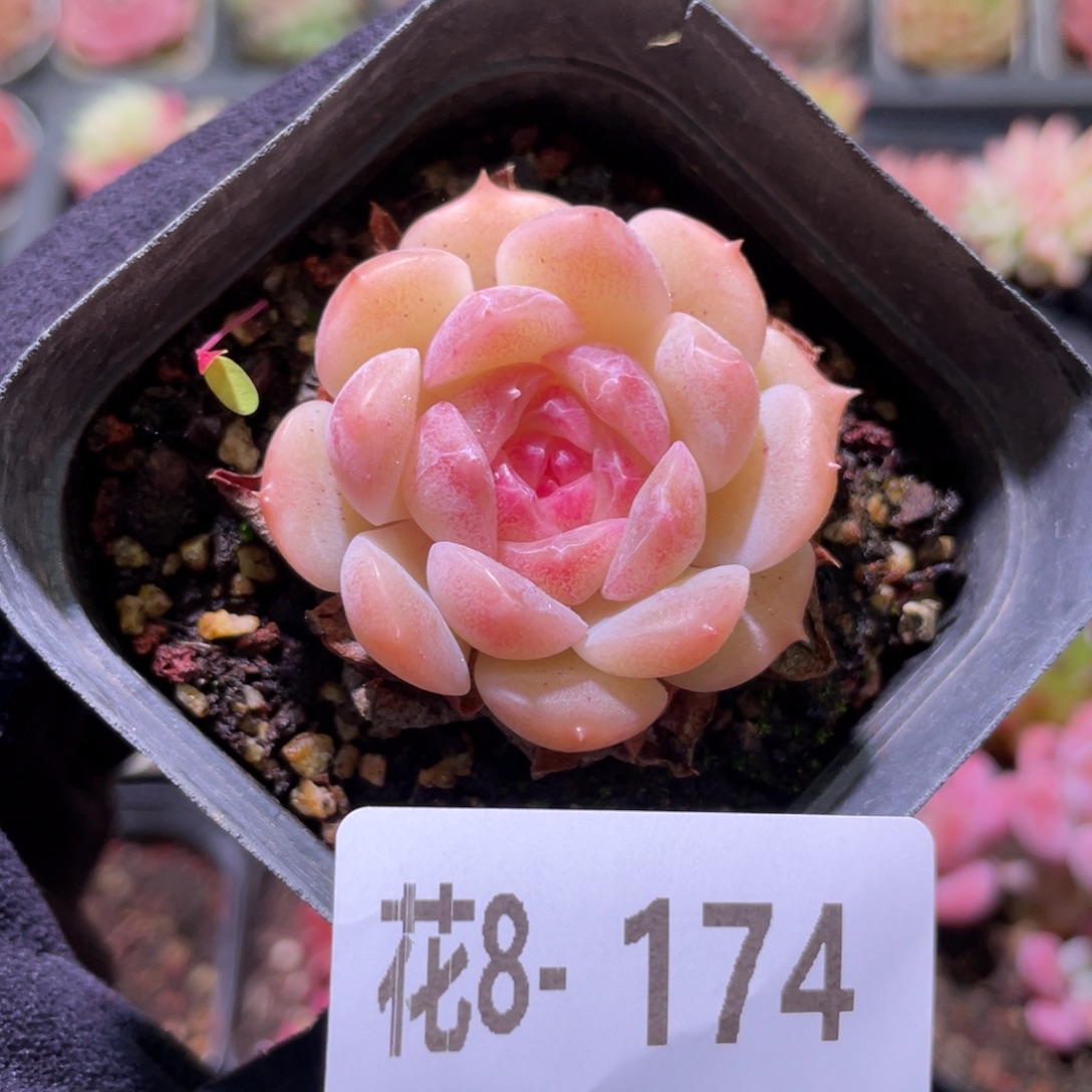 花利美8-174新品单头