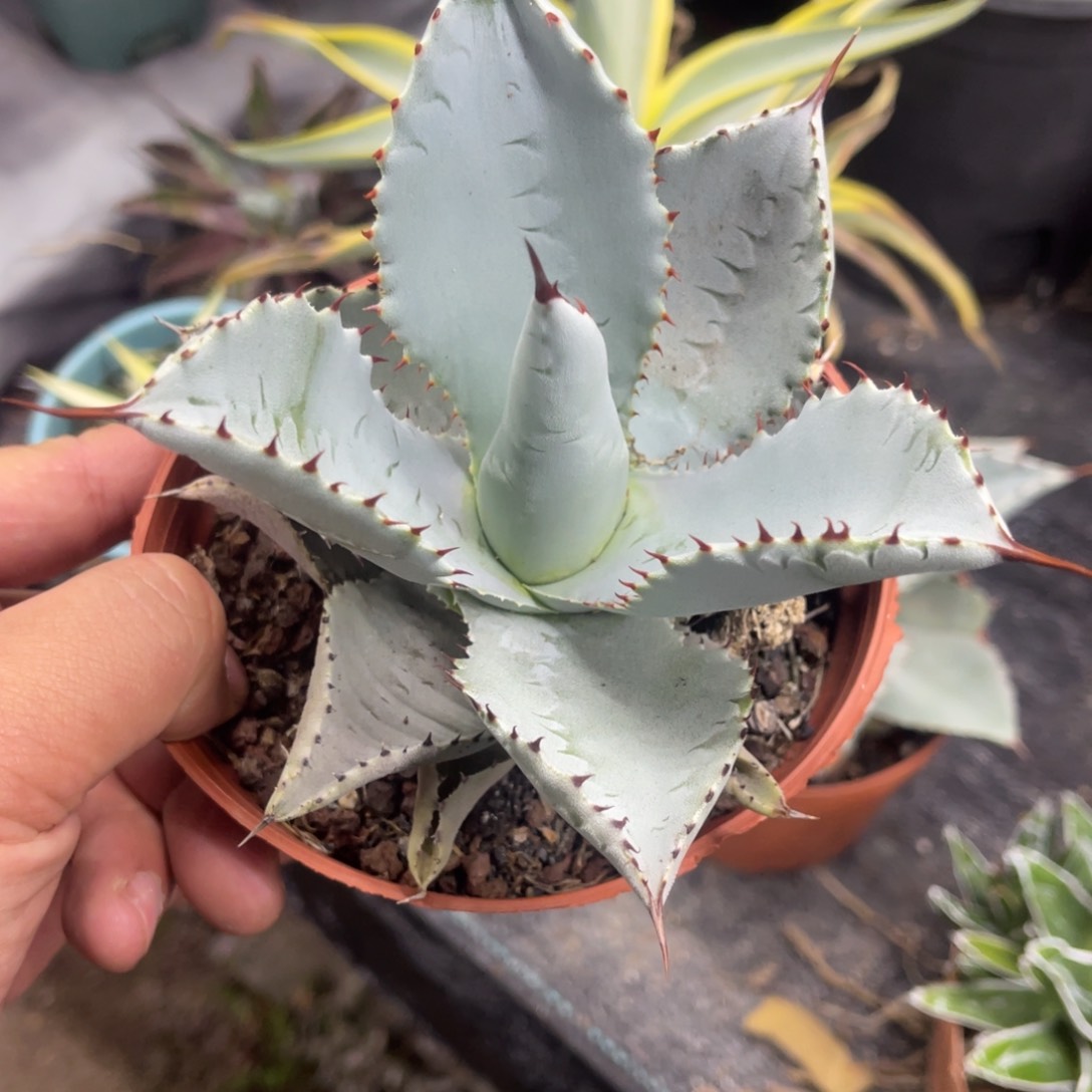 龙趾龙舌兰系列龙舌兰