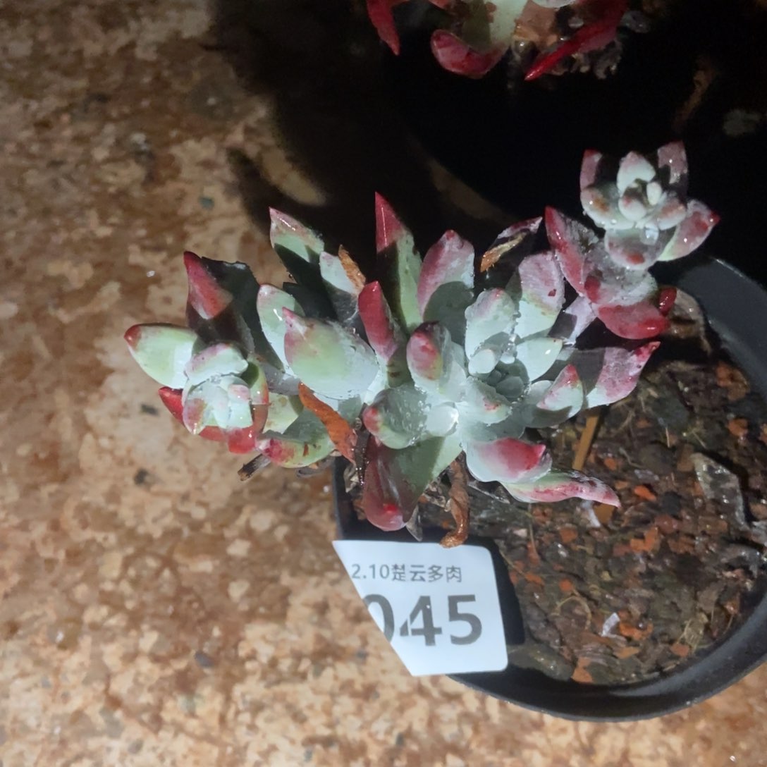 045初霜多肉植物