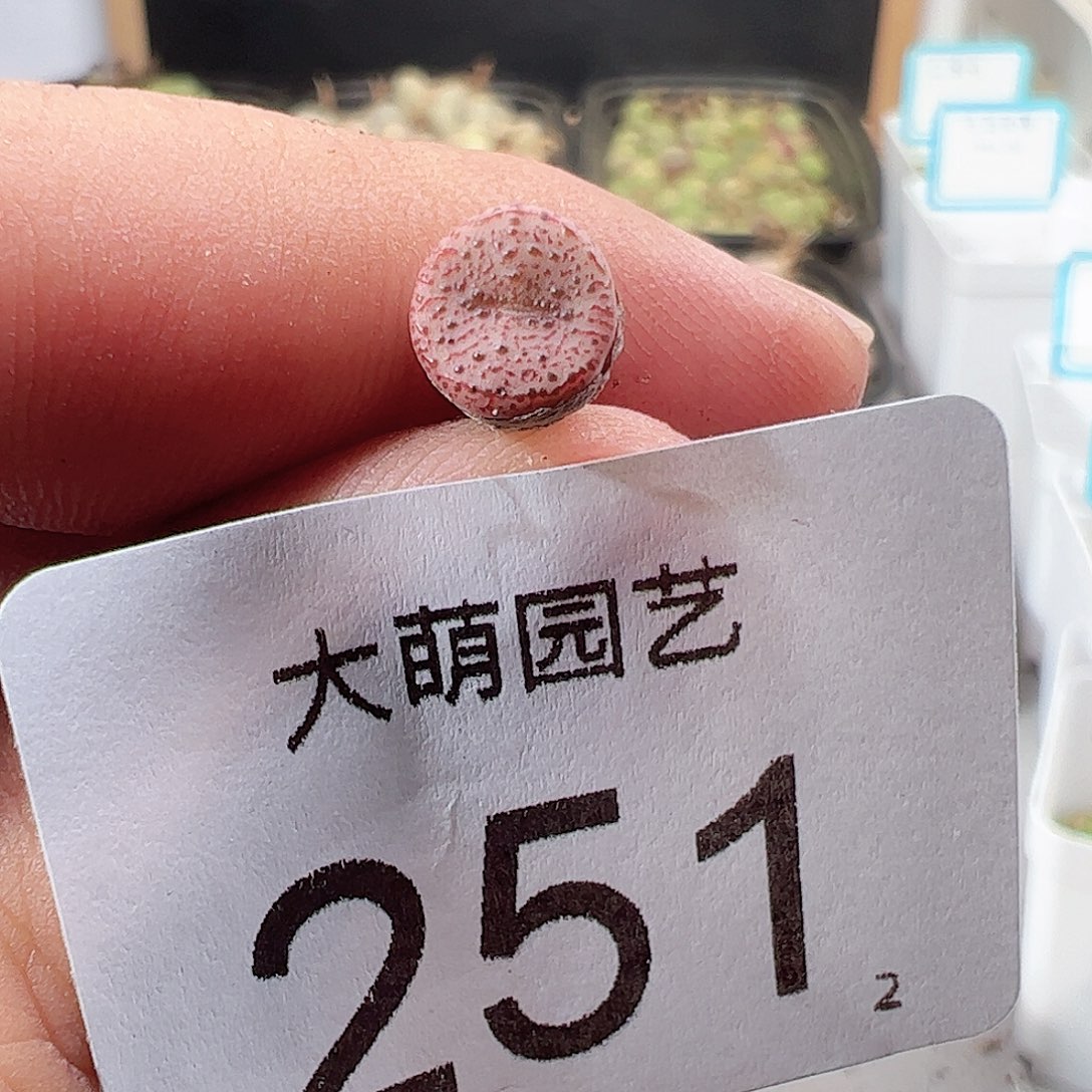 0000251 一物一拍……