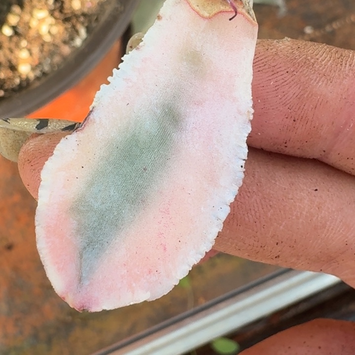 蓝丝绒叶片一物一拍