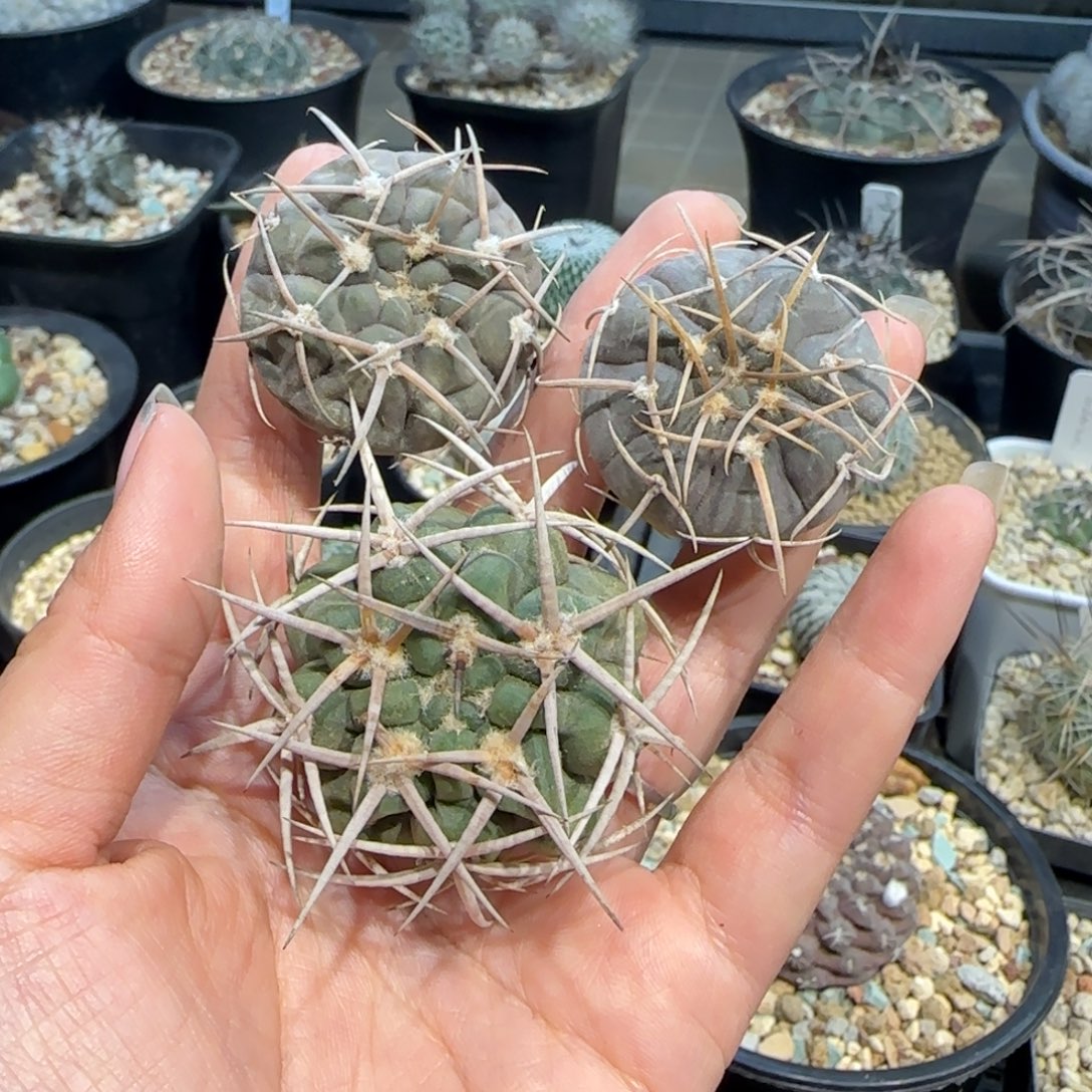 022实生碧岩玉➕天平➕光琳玉