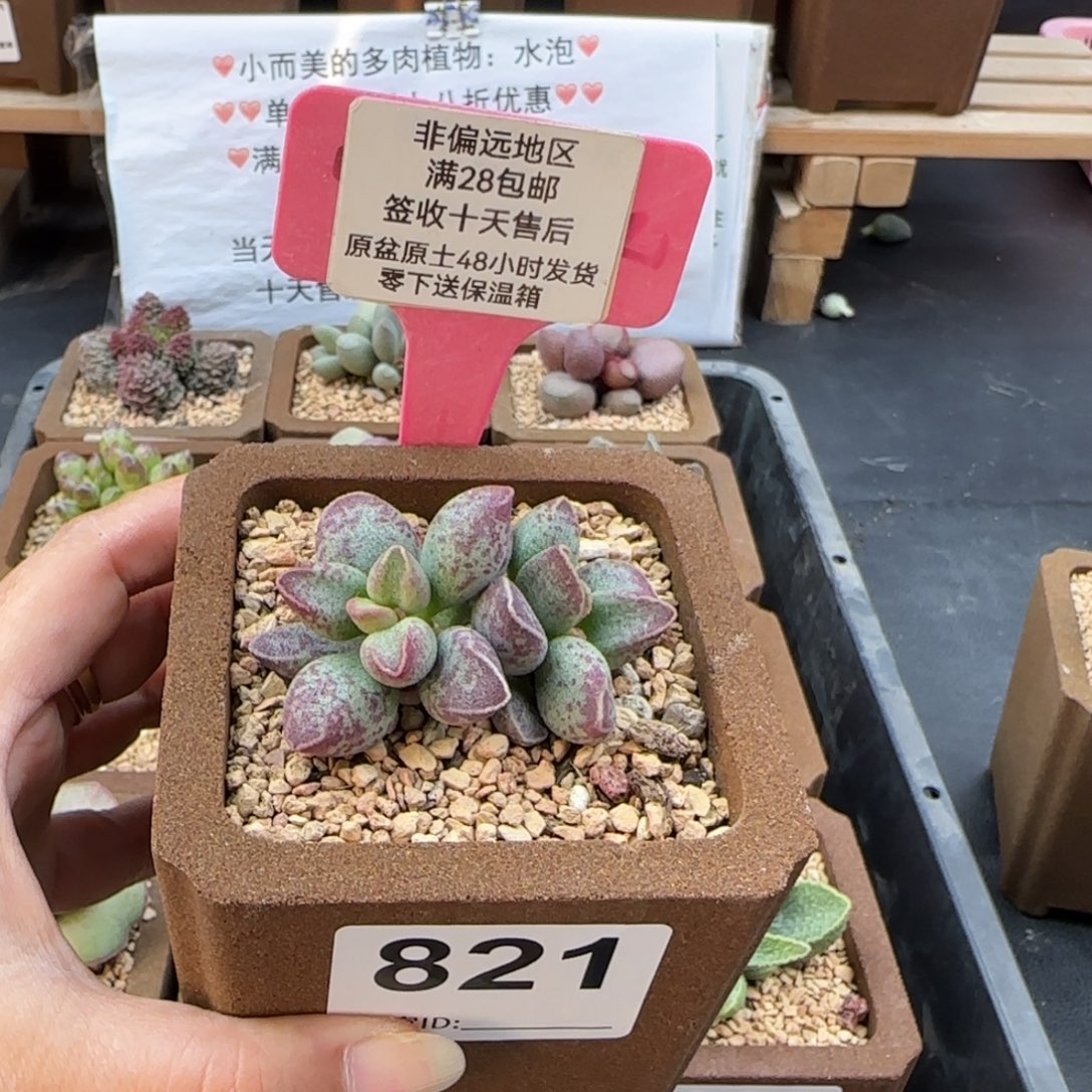 821艾薇多肉的植物