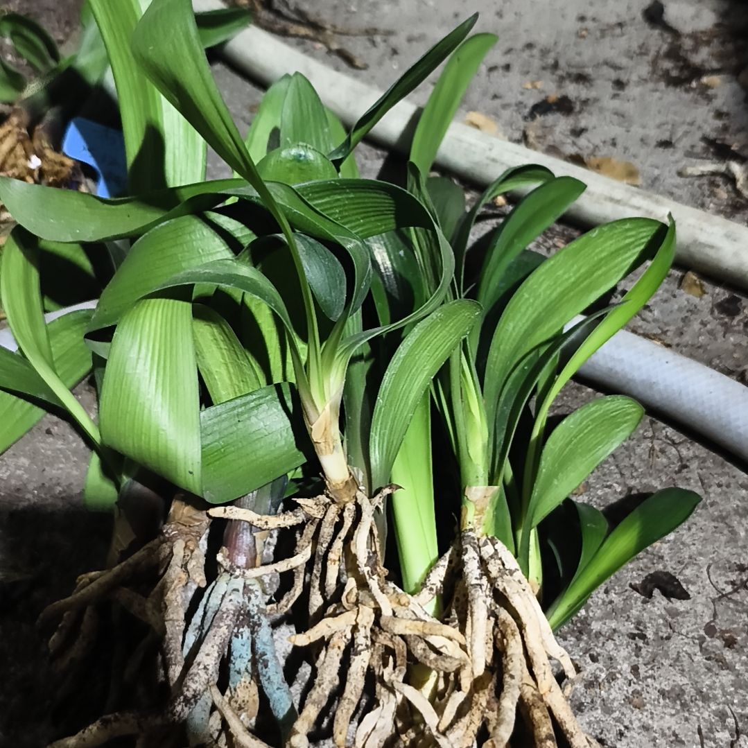 星***辰完全开放盲盒小苗一组特惠