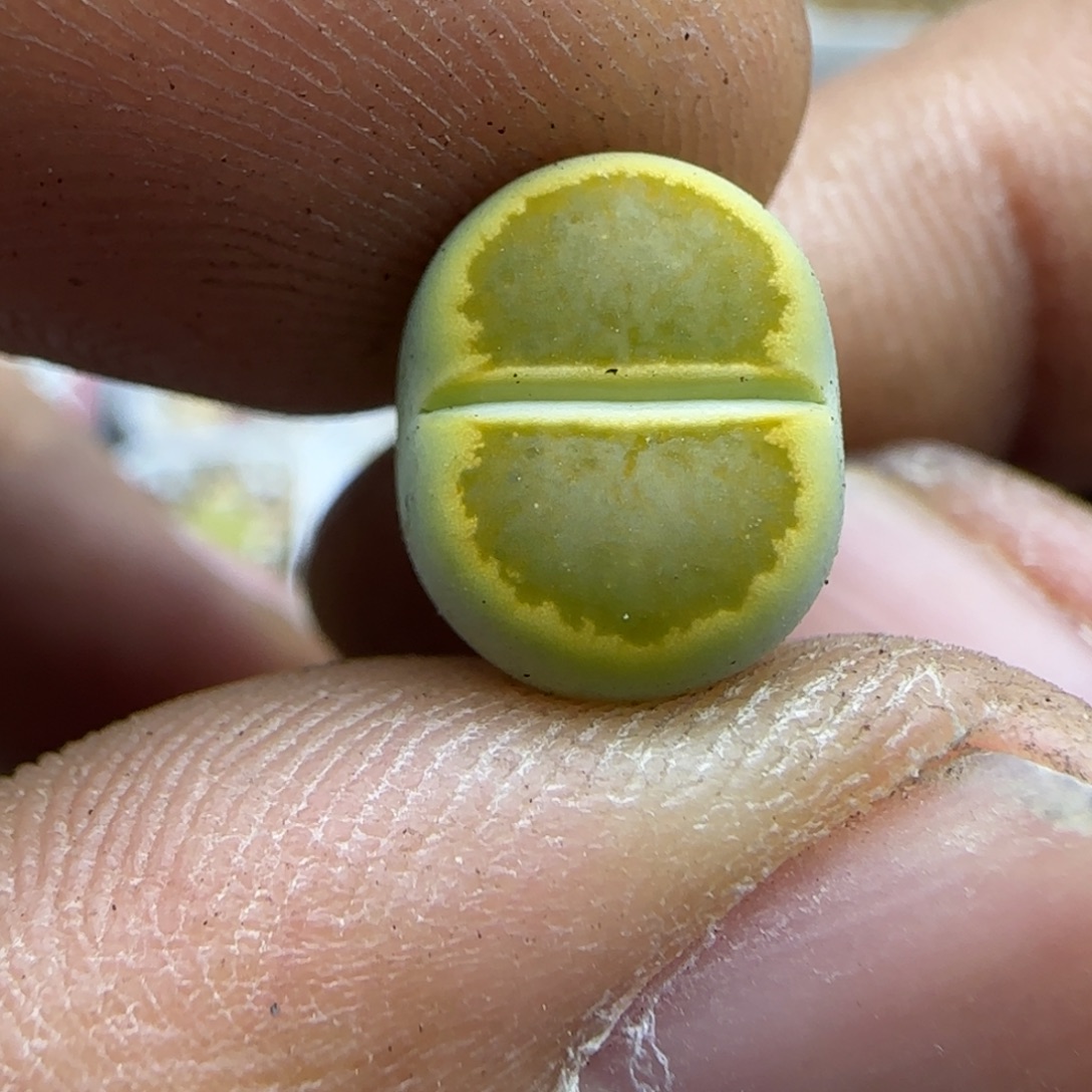 785 生石花大棚直播