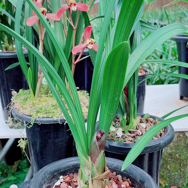 朝***哥完全开放一物一漂亮开花