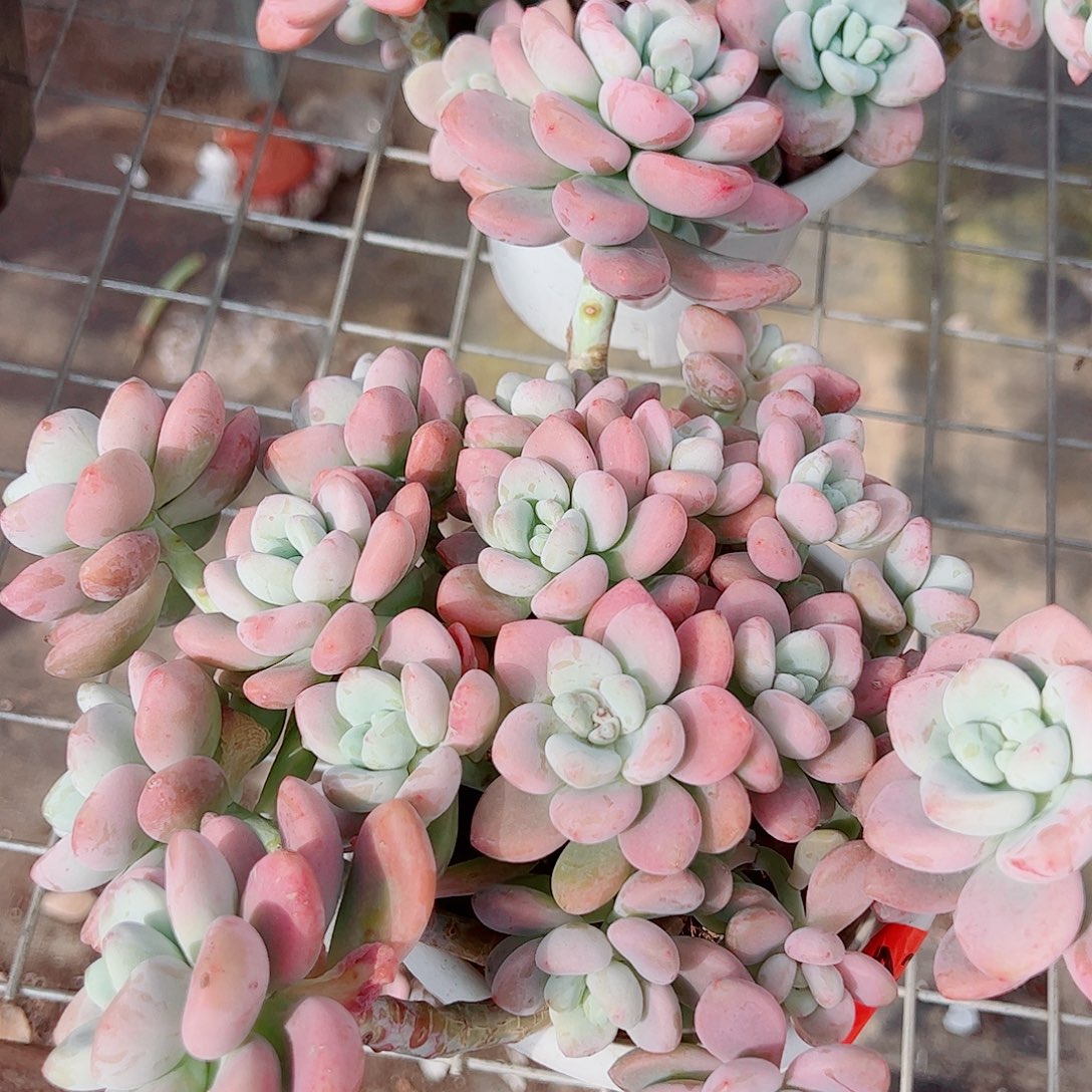 香水洛神多头大盆群