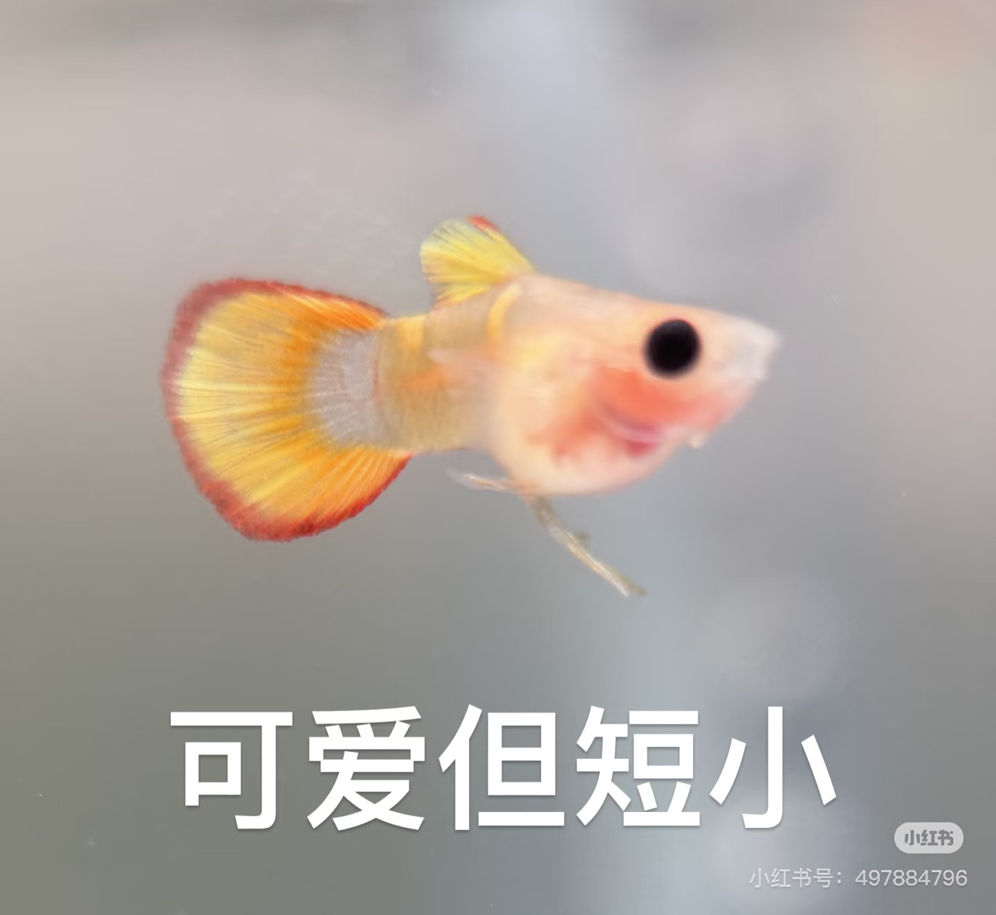 高端玻璃猫合集  孔雀鱼皮实好养