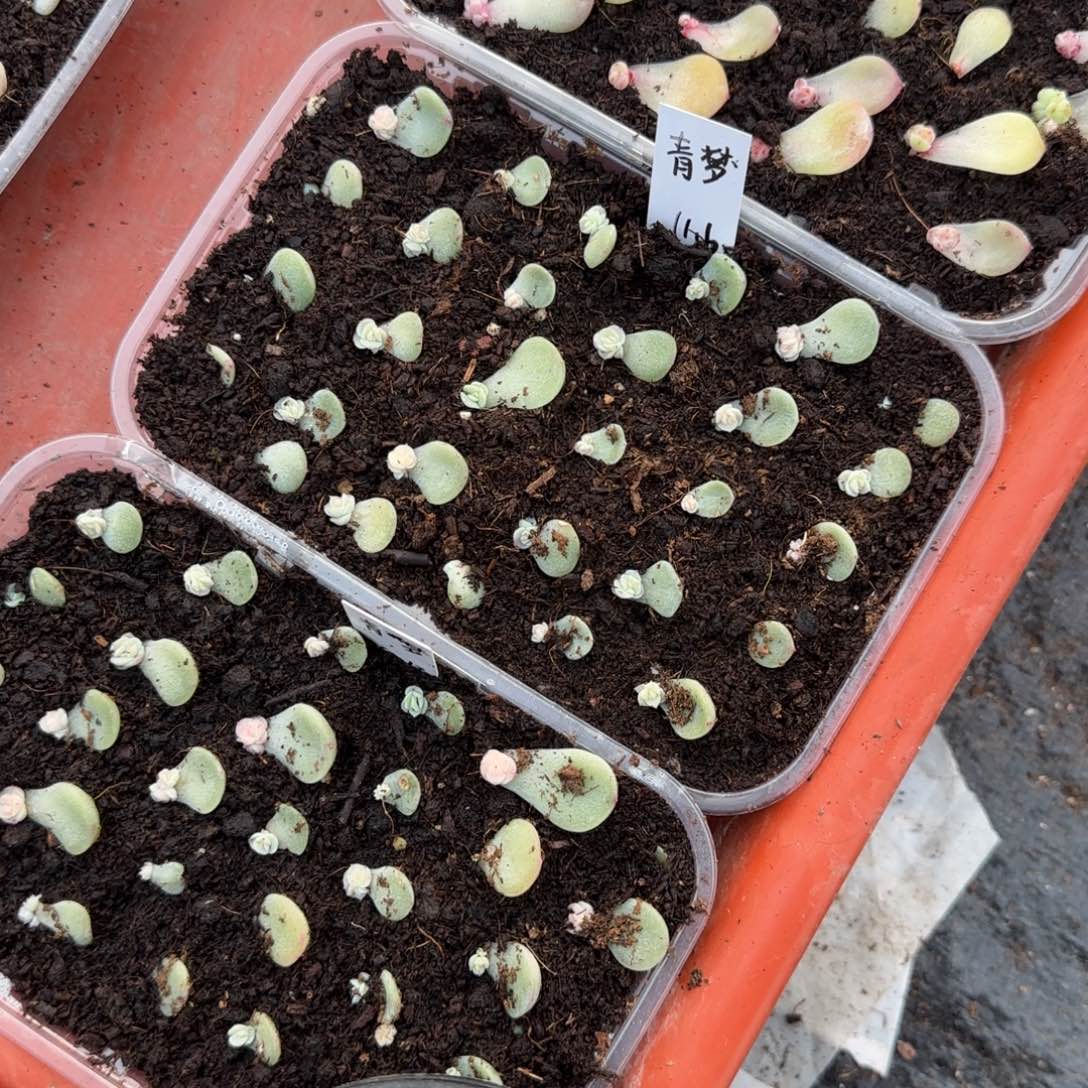 清梦芝麻穴一个满25包邮