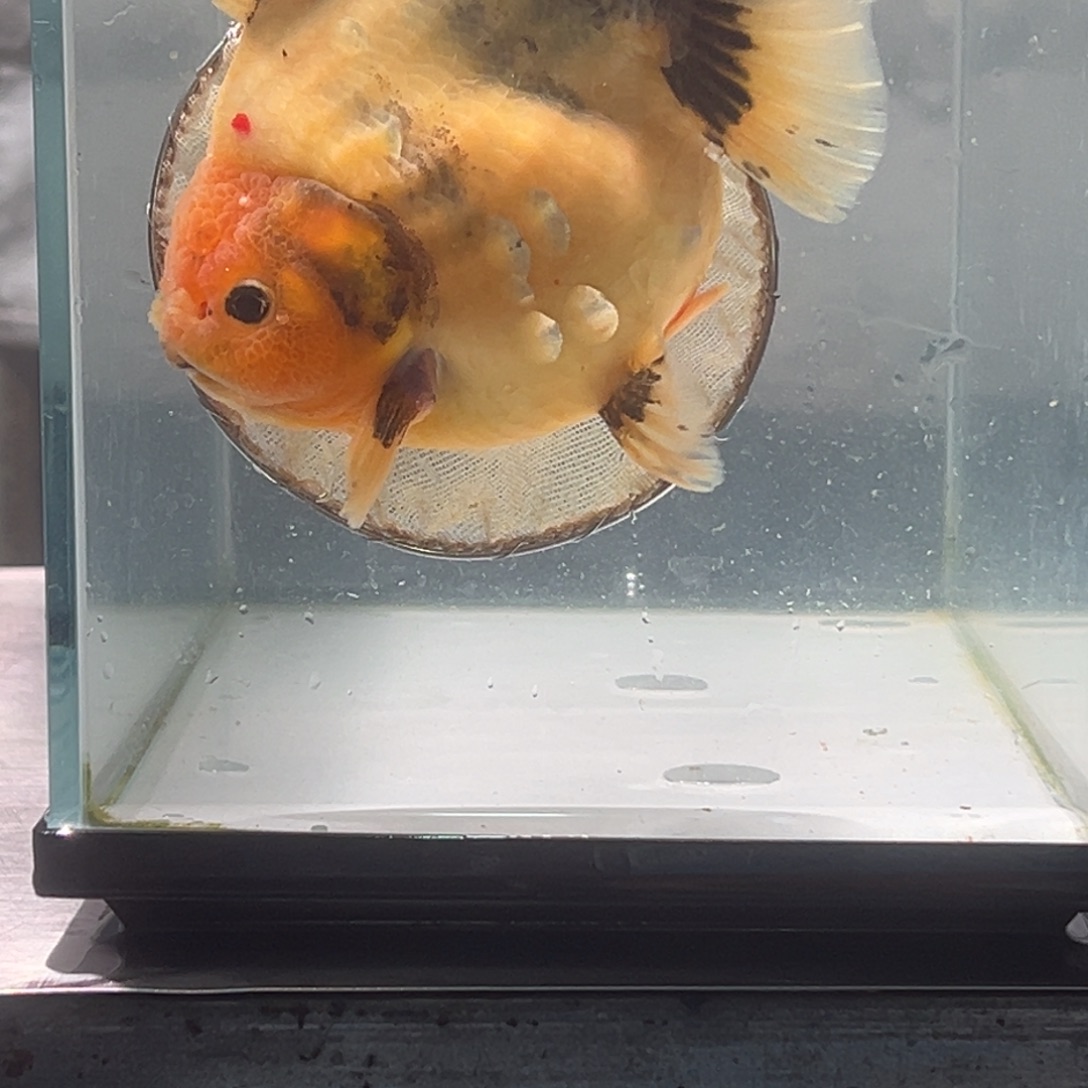 金鱼078。 9988855585555555