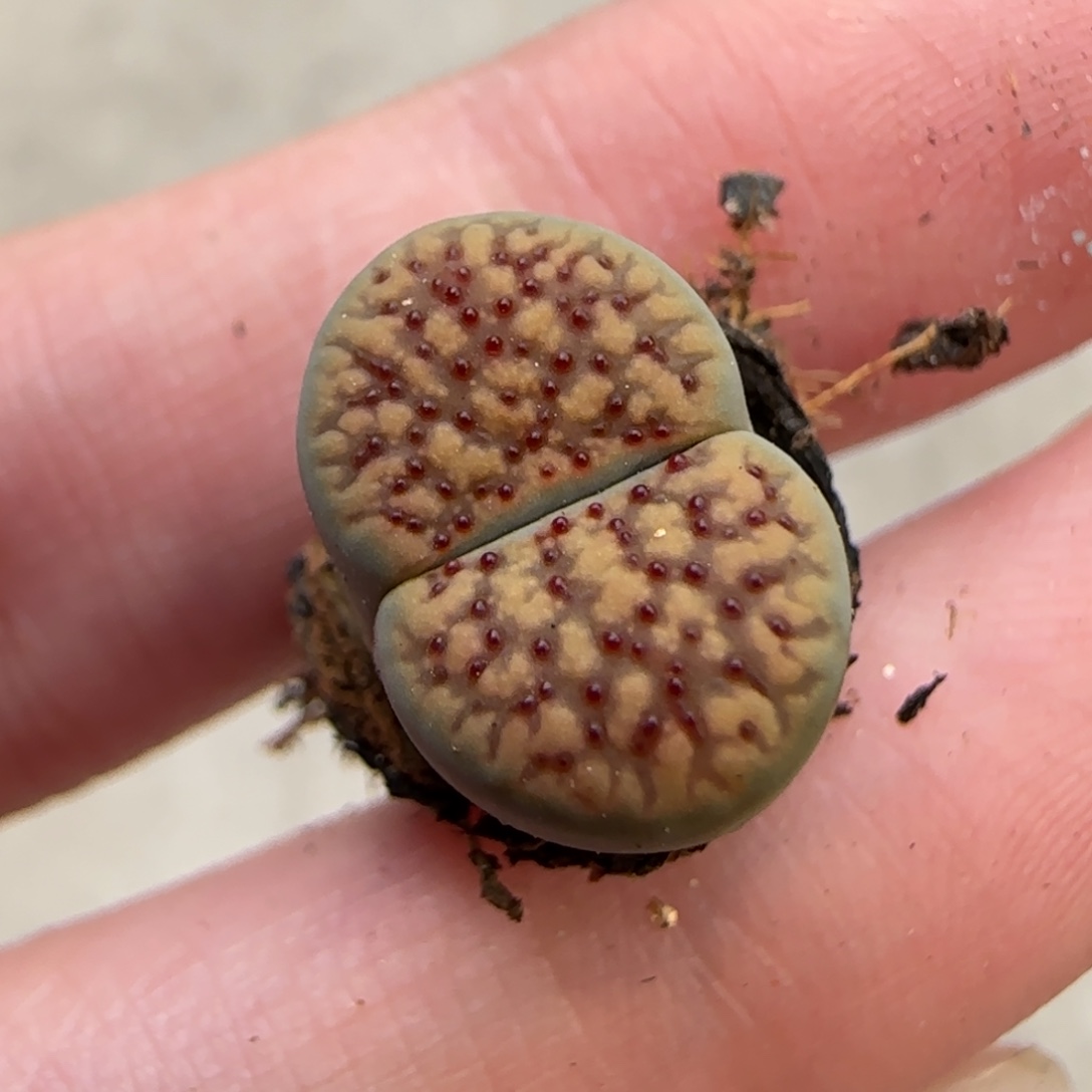 11.28.朝贡.9046小熊专拍