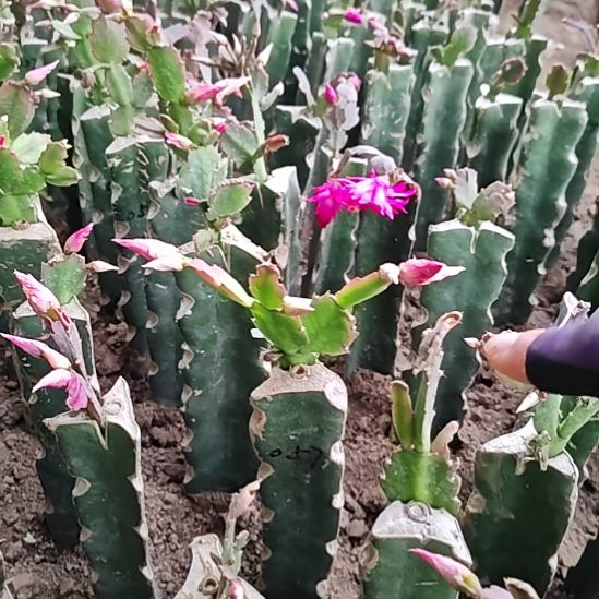 057零度之上包邮457