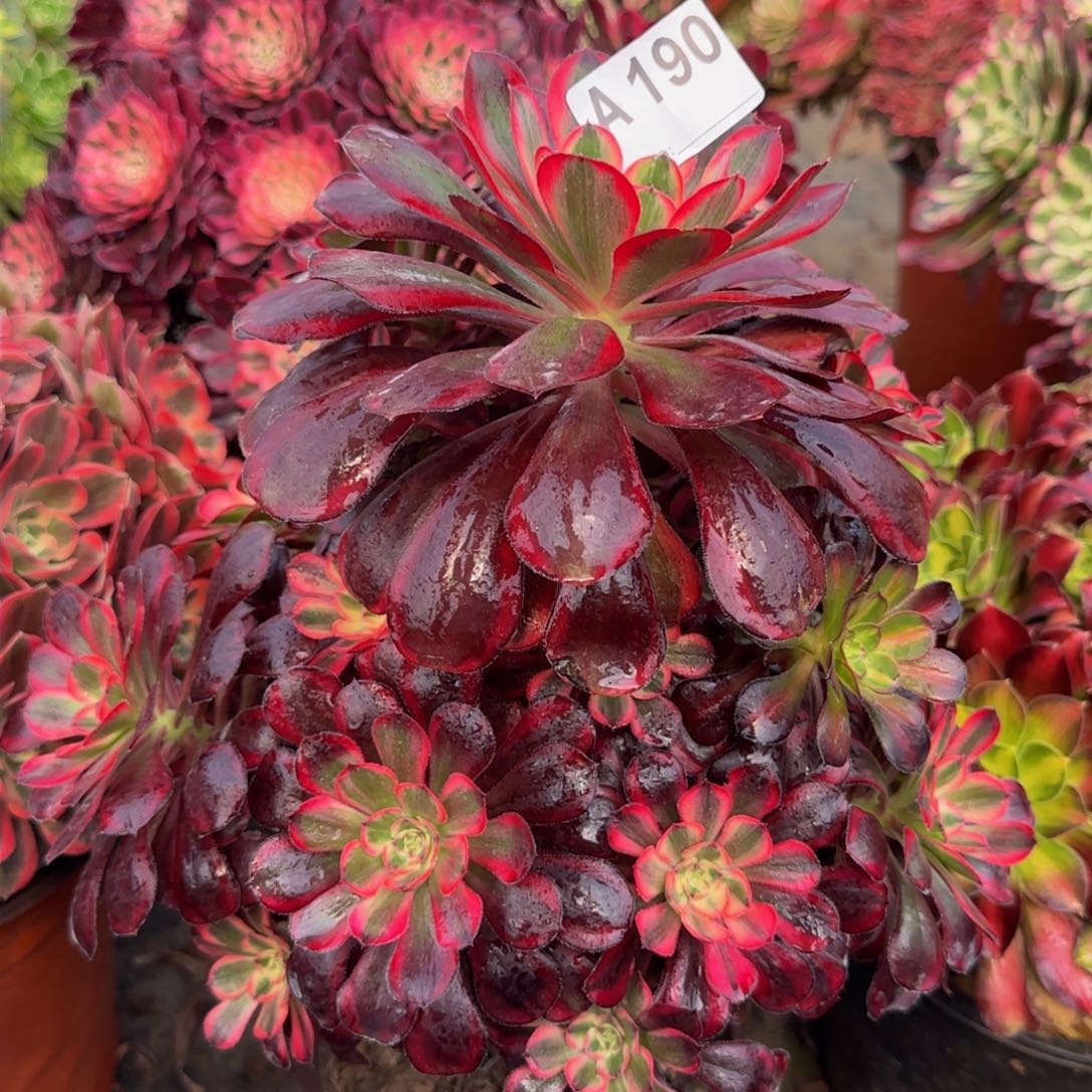 190。   丽娜锦。     