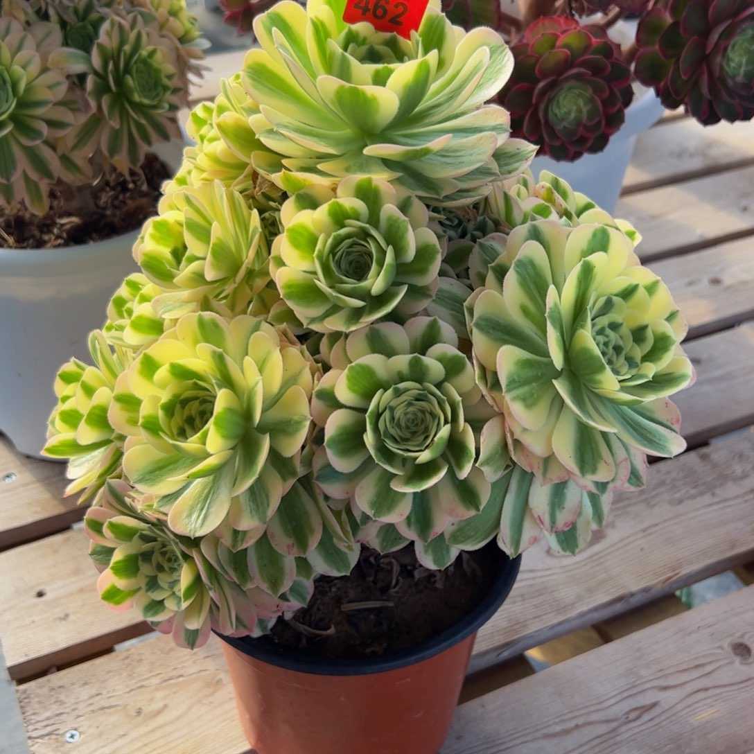 462炖肉植物发货迈巴赫