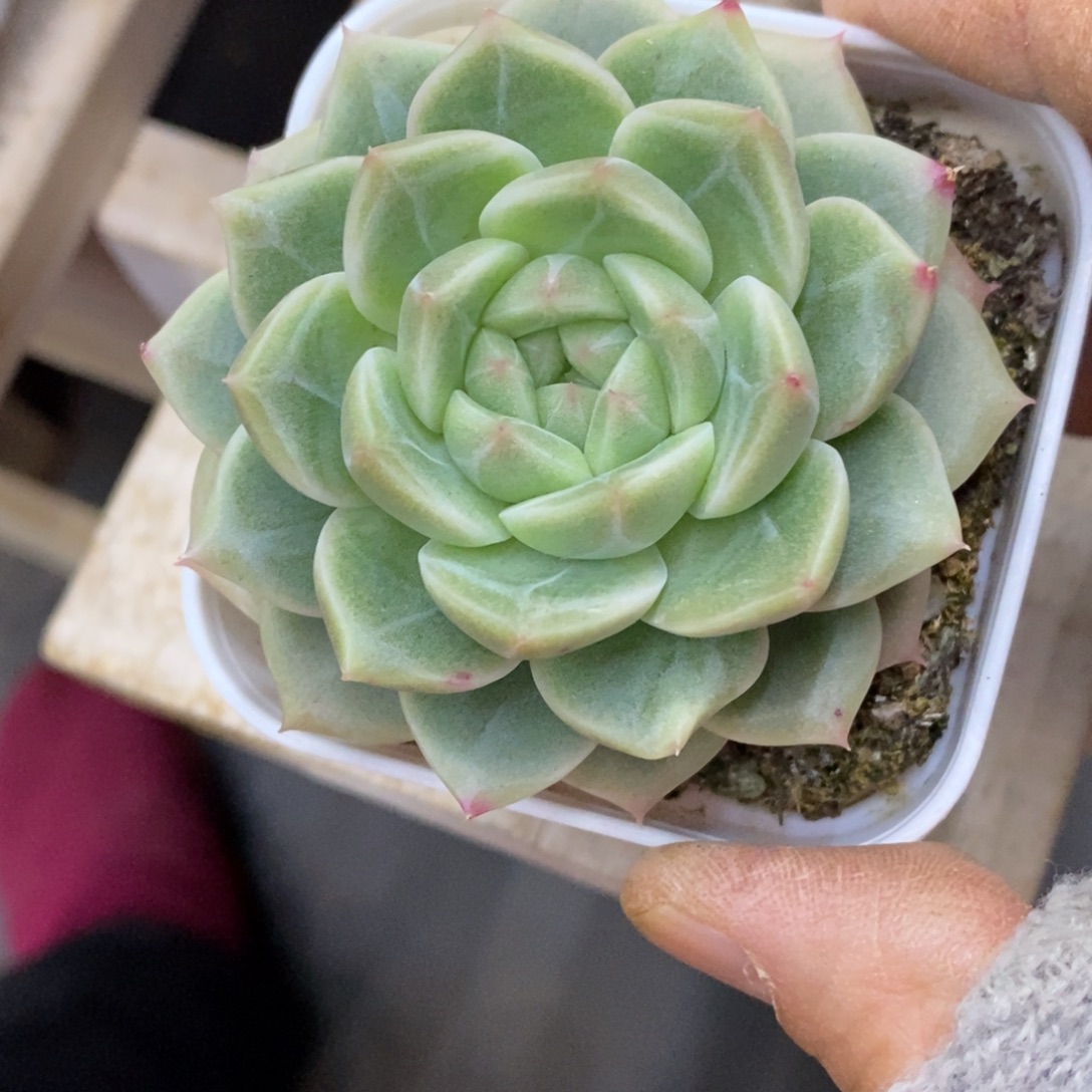 精品多肉一物一拍不包整385
