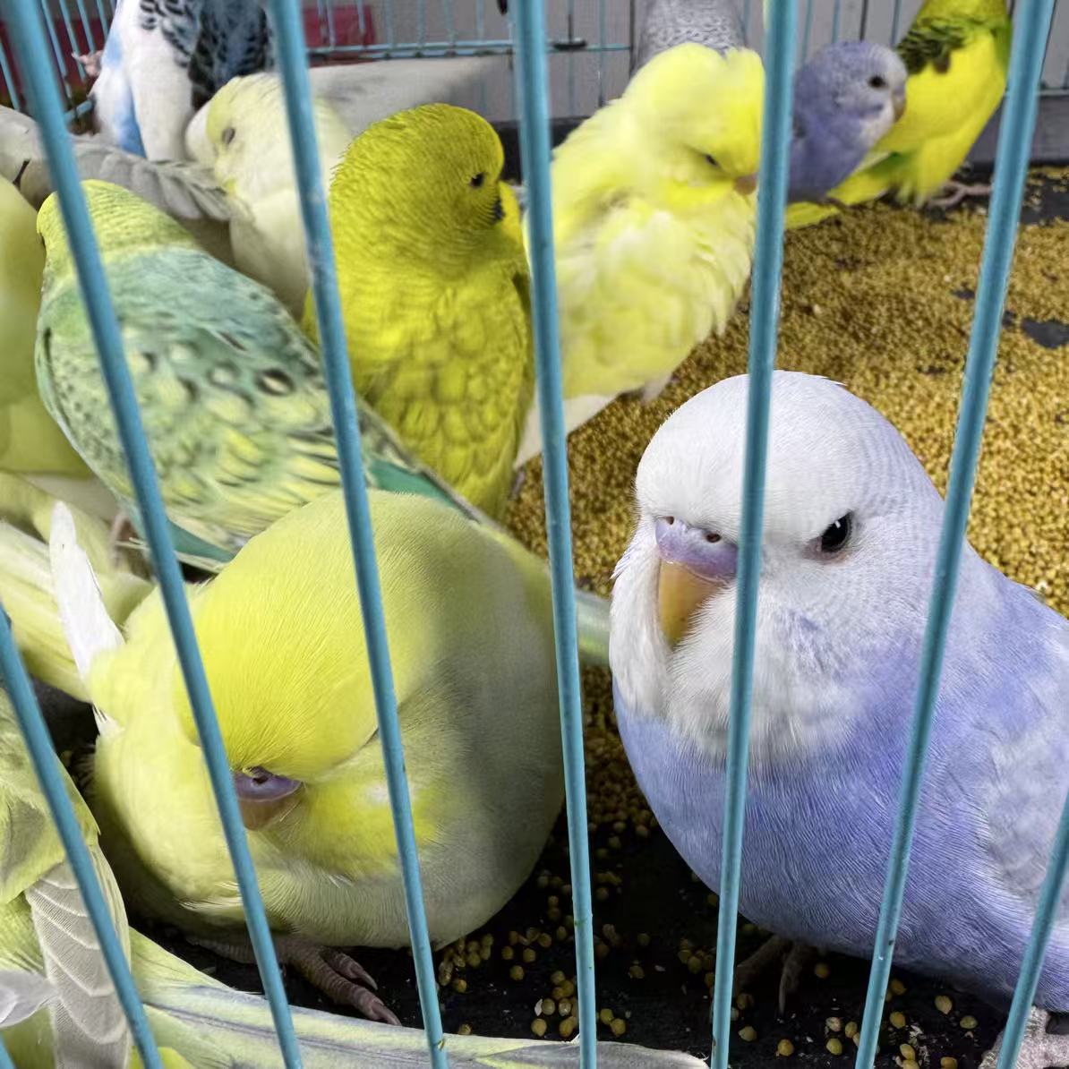 （竞拍专属链接）一物一拍 特色大头鹦鹉