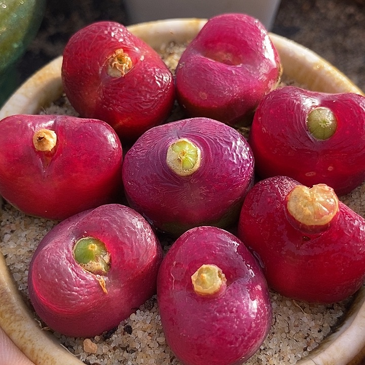 单头大红母本一颗   2厘米