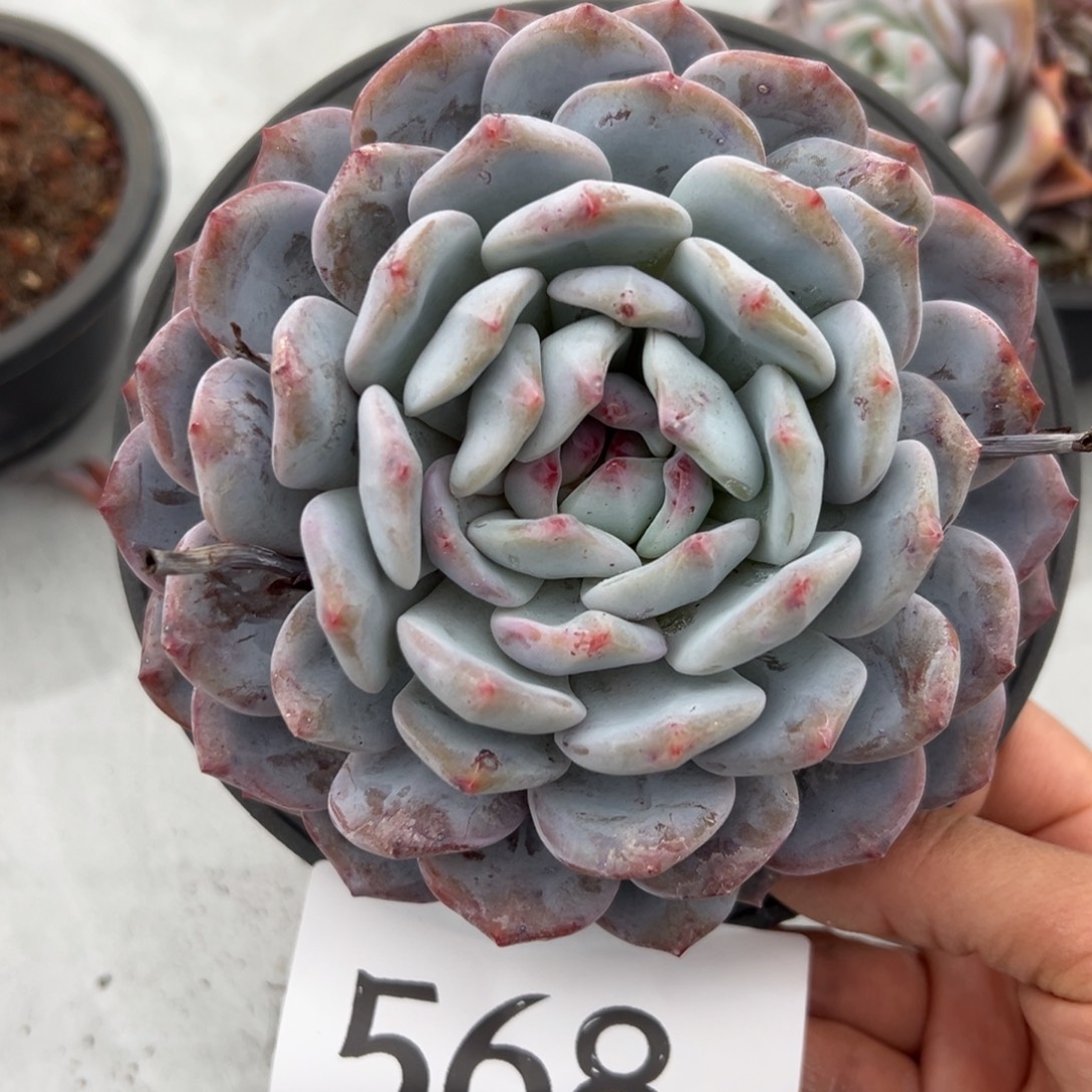 568、哈哈哈都好喜欢好吃