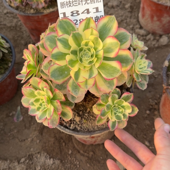 1841二号棚玉芙蓉A