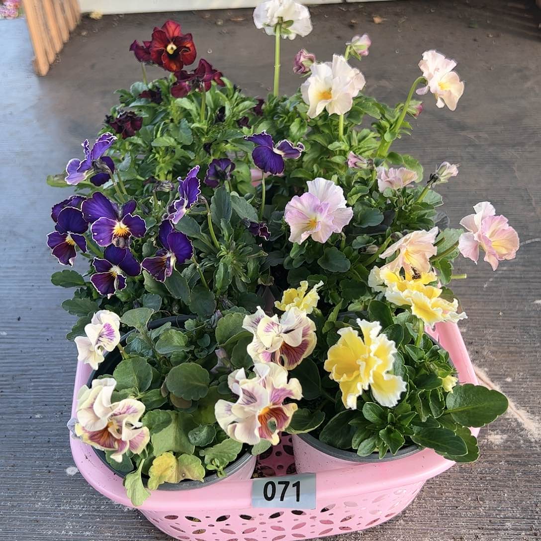 【闪购商品】071号