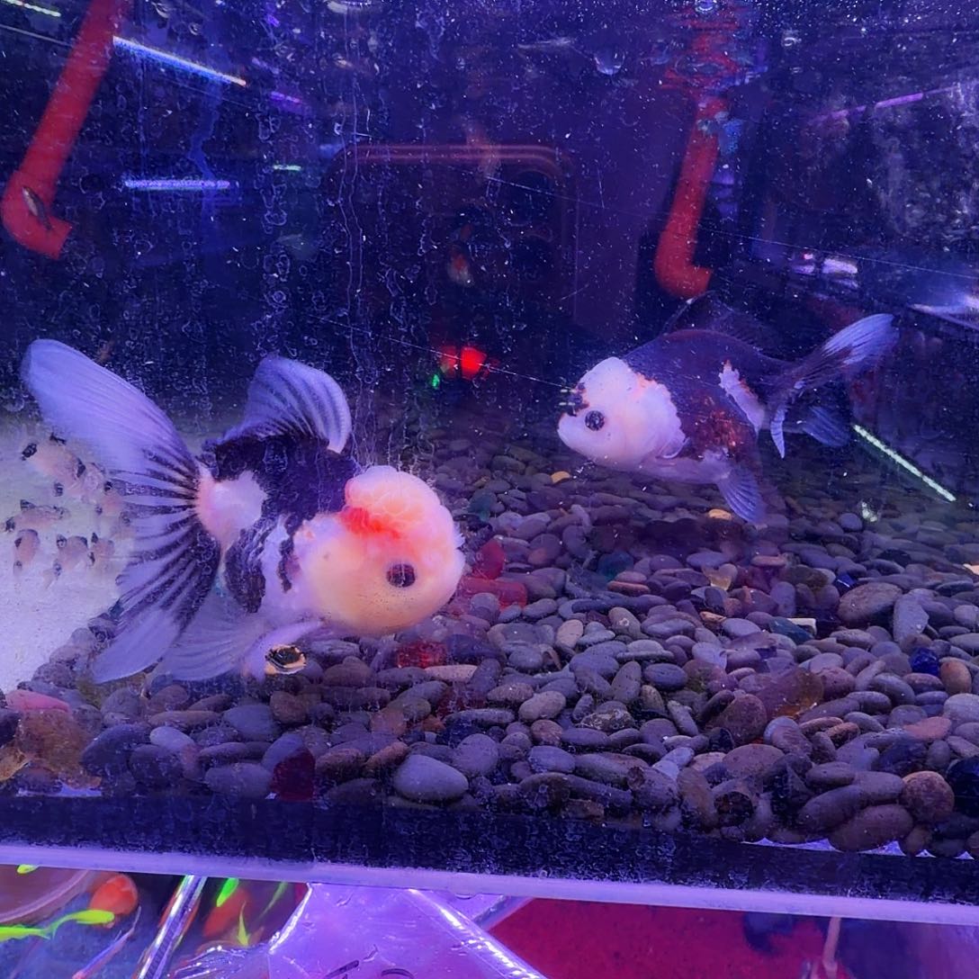 金鱼玛丽泰狮4条(3条送1条备损)