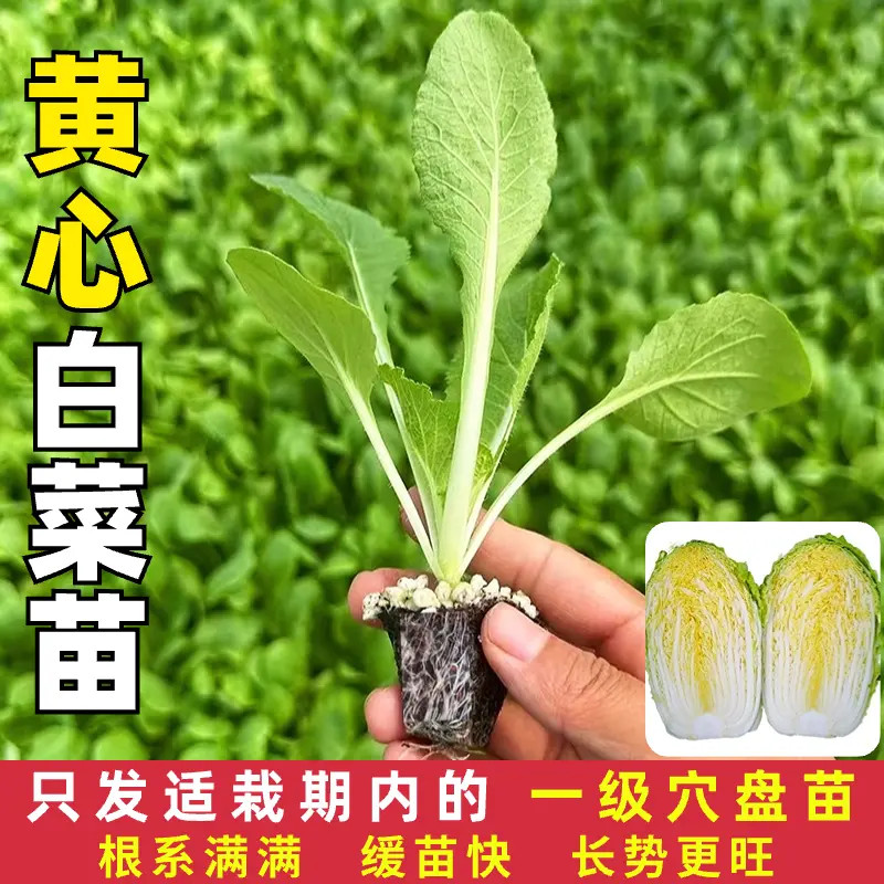 黄心大白菜秧苗秋冬季耐寒老品种白菜苗秧苗早熟耐寒冬储抗病高产