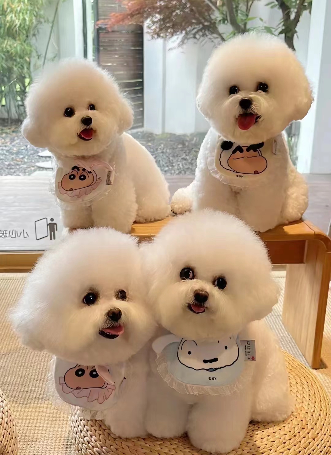 创意宠物狗狗相框