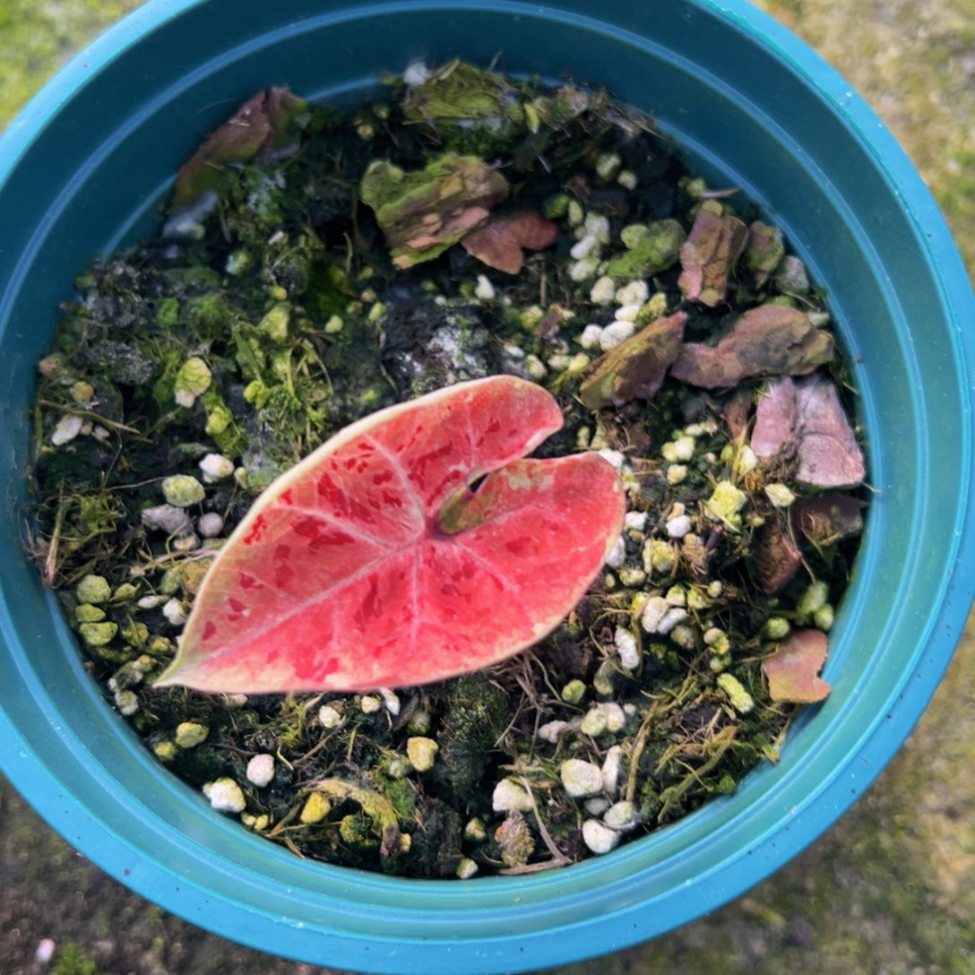 顾***᭡完全开放9399泰彩