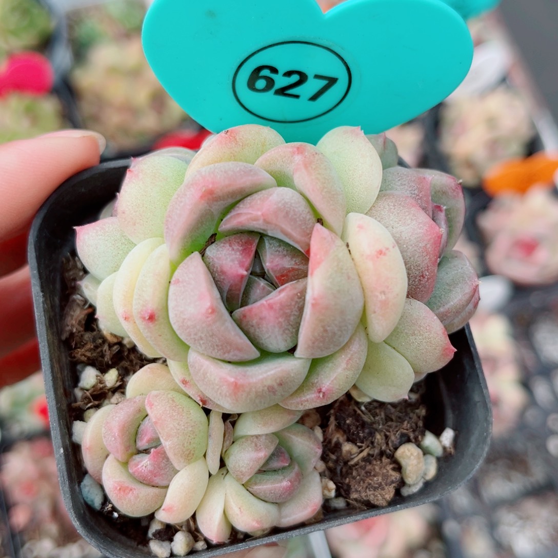 627号小老桩珍妮群