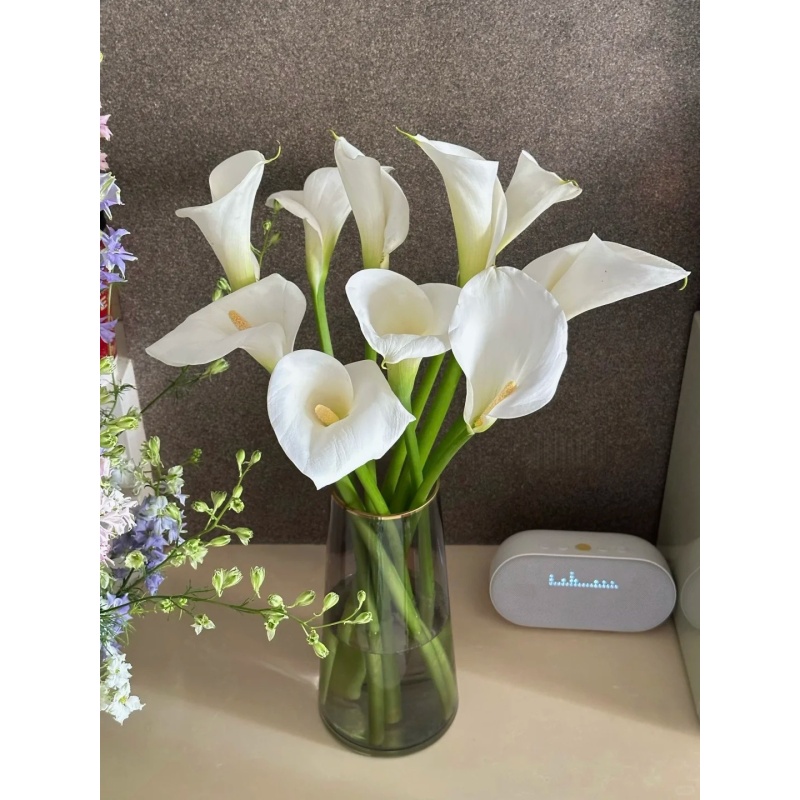 小朱【白色马蹄莲】   花期超长 真花 鲜切花  一单中通两单顺丰