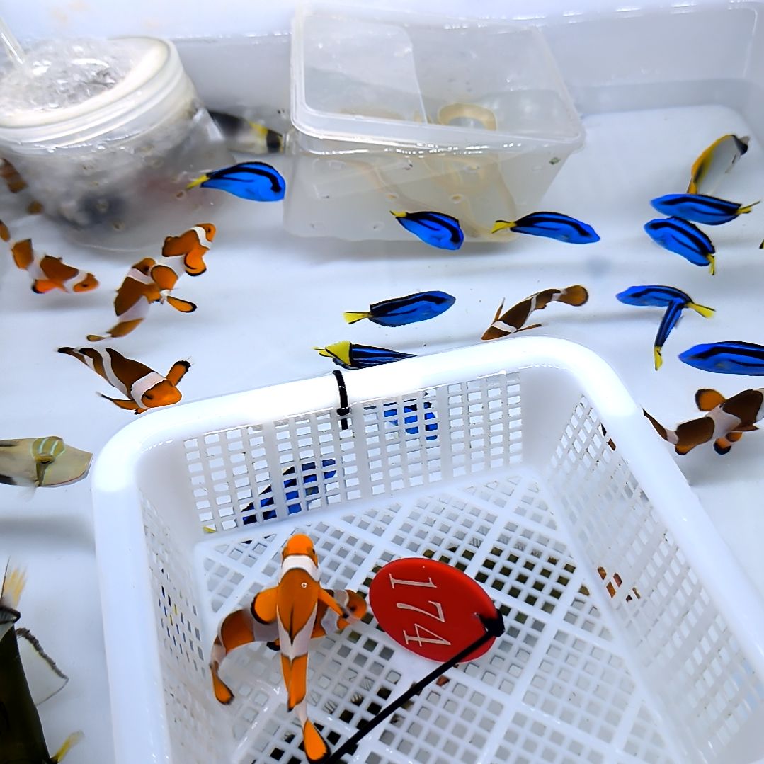 海水鱼公子5+6 +两条/200/运30/5-56-174