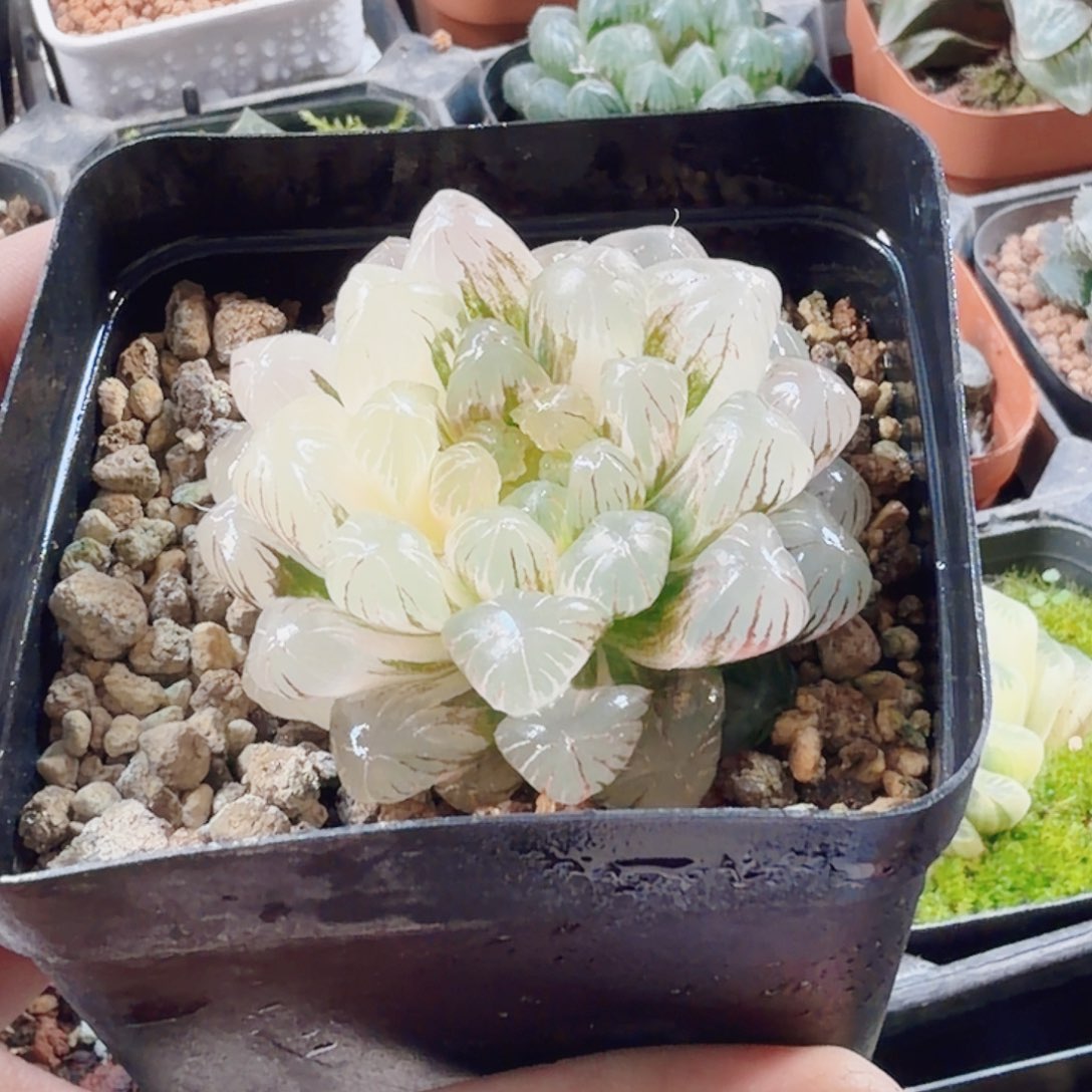 十二卷实生冰灯锦福利